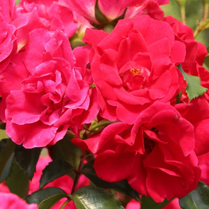 Floribunda ruže - Ruža - Rotilia® - 